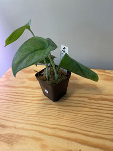20. Scindapsus Picta ‘Silver Cloud’
