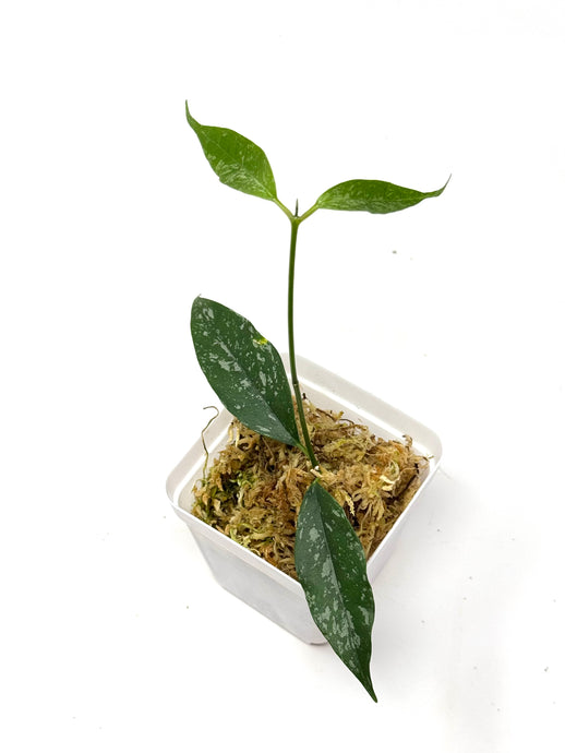 Hoya Cystiantha Splash