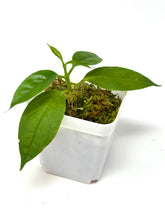 Load image into Gallery viewer, Hoya Decipulae