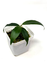 Load image into Gallery viewer, Hoya Liwa