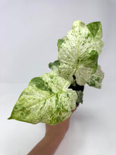 Load image into Gallery viewer, Alocasia Odora Variegated