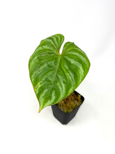 Load image into Gallery viewer, Philodendron Plowmanii