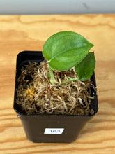 Load image into Gallery viewer, 163. Scindapsus Jade Satin