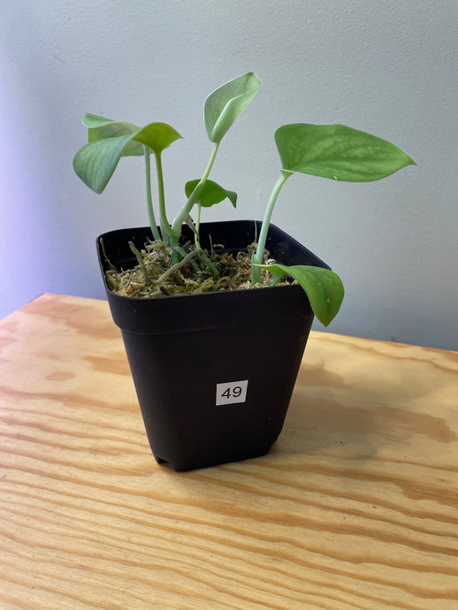 49. Scindapsus Platinum