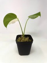 Load image into Gallery viewer, Monstera Deliciosa Albo Variegated C