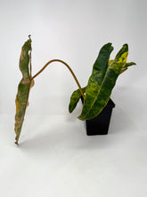 Load image into Gallery viewer, Philodendron Billietiae Variegated A