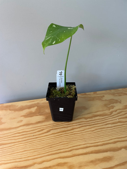 226. Monstera Thai Constellation
