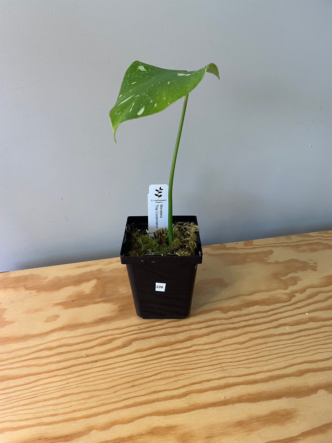 226. Monstera Thai Constellation