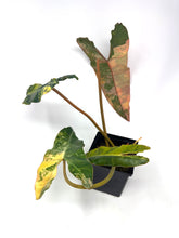Load image into Gallery viewer, Philodendron Billietiae Variegated A