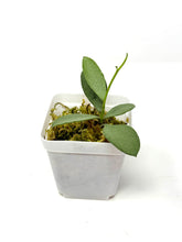 Load image into Gallery viewer, Hoya Nummularioides Silver