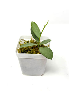 Hoya Nummularioides Silver
