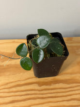 Load image into Gallery viewer, 7. Hoya Mathilde