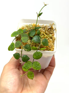 Dischidia Hirsuta