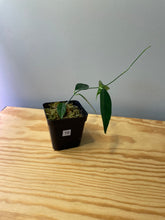 Load image into Gallery viewer, 16. Hoya Cystiantha
