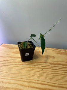 16. Hoya Cystiantha