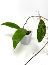Load image into Gallery viewer, Hoya Finlaysonii ‘Philip’