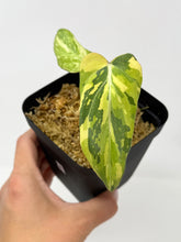 Load image into Gallery viewer, Philodendron Gloriosum Variegated E