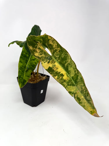 Philodendron Billietiae Variegated C