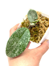 Load image into Gallery viewer, Hoya Carnosa ‘Grey Ghost’