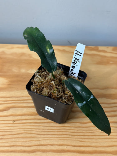 61. Hoya Kaimuki