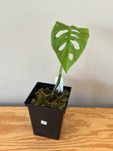 Load image into Gallery viewer, 342. Monstera Esqueleto