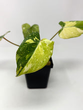 Load image into Gallery viewer, Philodendron Gloriosum Variegated A