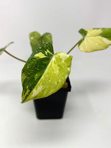 Philodendron Gloriosum Variegated A