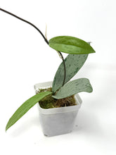Load image into Gallery viewer, Hoya Pubicalyx Pink Silver Ghost A