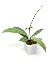 Load image into Gallery viewer, Hoya Pubicalyx Pink Silver Ghost A