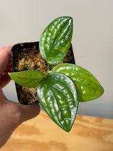 Load image into Gallery viewer, 119. Monstera Peru Variegated (reverted)