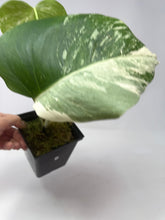 Load image into Gallery viewer, Monstera Deliciosa Albo Variegated B