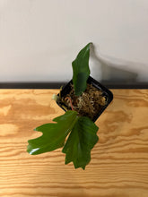 Load image into Gallery viewer, 73. Philodendron Mayoi