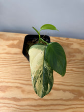 Load image into Gallery viewer, 95. Philodendron Bipennifolium Variegated ‘Violin’