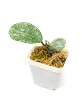 Load image into Gallery viewer, Hoya Carnosa ‘Grey Ghost’