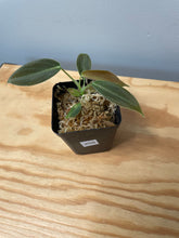 Load image into Gallery viewer, 209. Philodendron Glorious (juvenile)