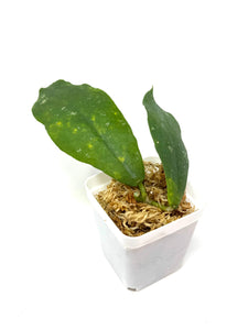 Hoya Mitrata