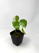 Load image into Gallery viewer, Monstera Deliciosa Albo Variegated P