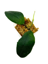 Load image into Gallery viewer, Hoya Hamiltoniorum