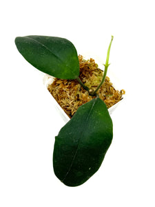 Hoya Hamiltoniorum