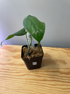 63. Amydrium Medium