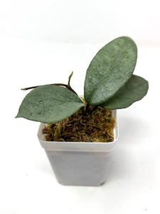 Hoya Carnosa ‘Nova Ghost’
