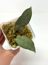 Load image into Gallery viewer, Hoya Mitrata Silver B