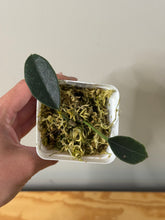 Load image into Gallery viewer, 29. Hoya Lauterbachii