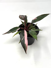 Load image into Gallery viewer, Philodendron Pink Princess