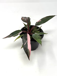 Philodendron Pink Princess