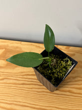 Load image into Gallery viewer, 82. Philodendron Bipennifolium Variegated
