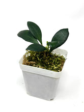 Load image into Gallery viewer, Hoya Noona