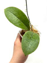 Load image into Gallery viewer, Hoya Forbesii Silver