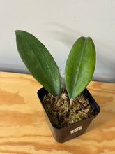 Load image into Gallery viewer, 141. Hoya Cinnamomifolia var. Cinnamomifolia