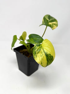 Homalomena Rubescens Variegated A